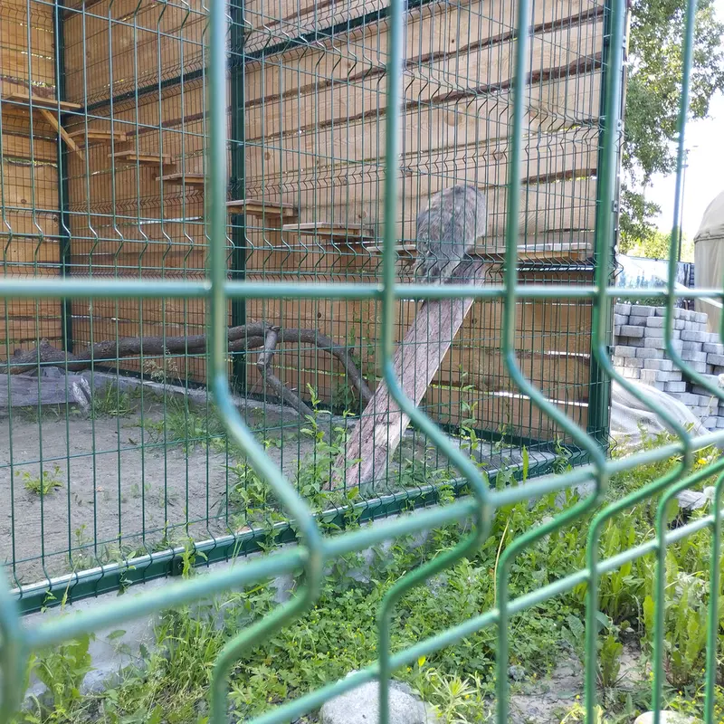 A photograph of Chip in Barnaul zoo “Lesnaya skazka”