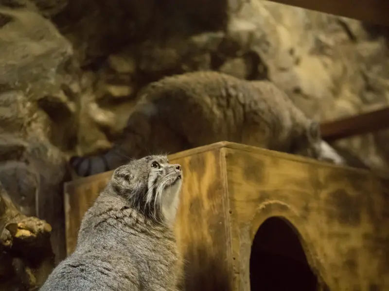 A photograph of a Pallas's cat