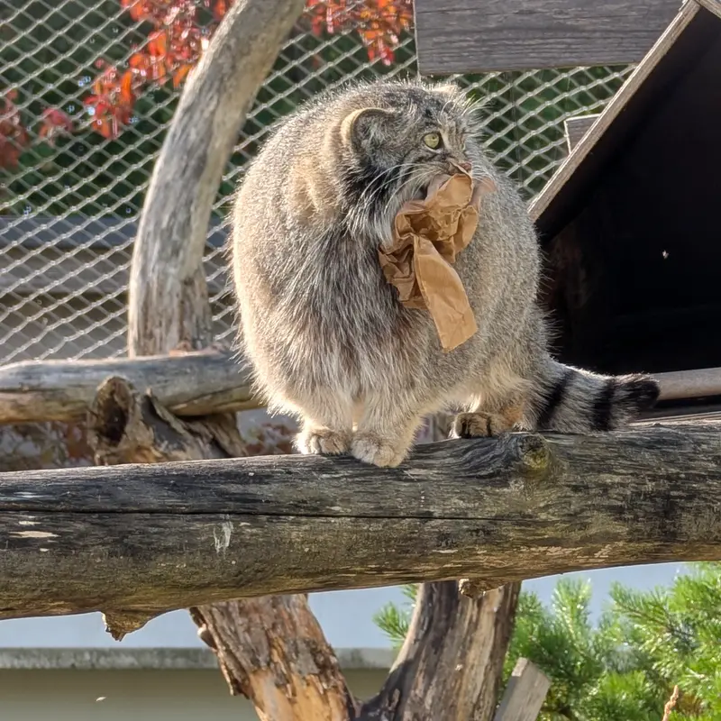 A photograph of Mimi in Korkeasaari Zoo