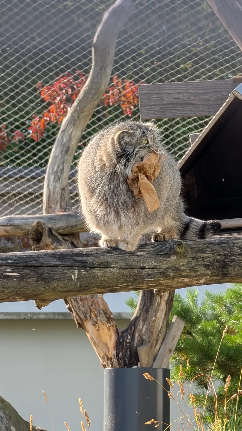A photograph of Mimi in Korkeasaari Zoo