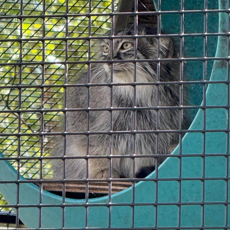 A photograph of Eevie in Niabi Zoo