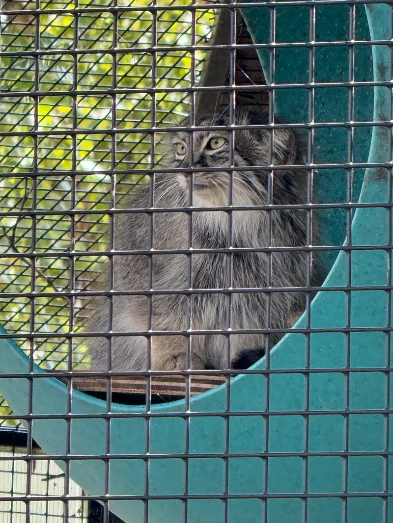 A photograph of Eevie in Niabi Zoo