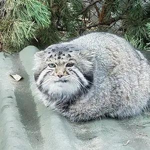 A photograph of Karaganda in Novosibirsk Zoo