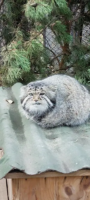 A photograph of Karaganda in Novosibirsk Zoo