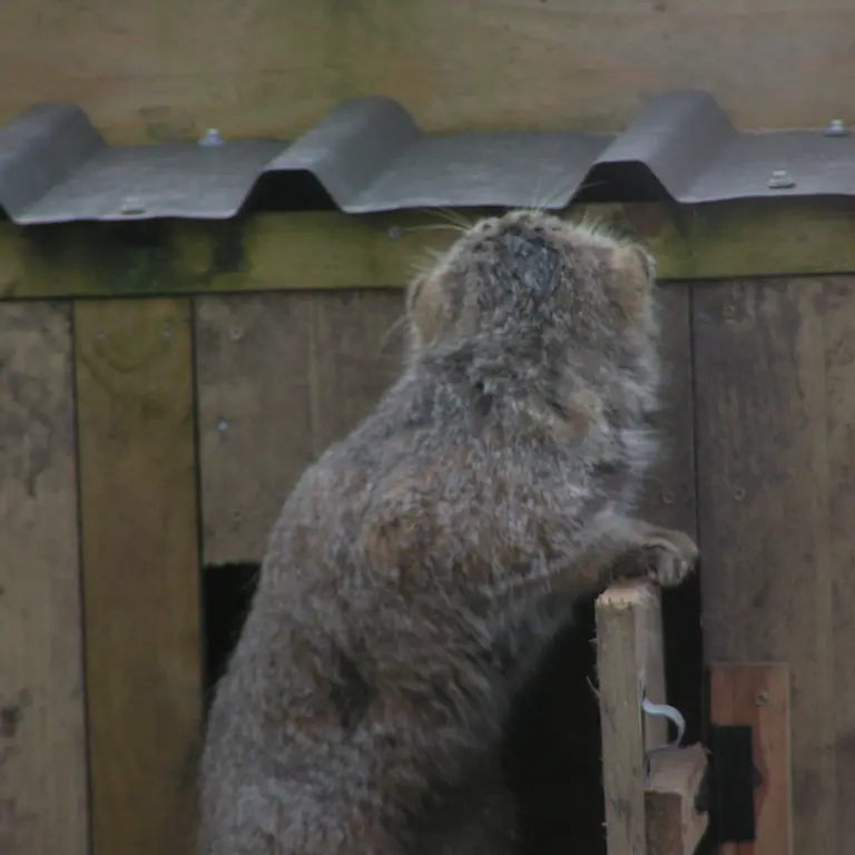 A photograph of Altai in The Lakeland Wildlife Oasis