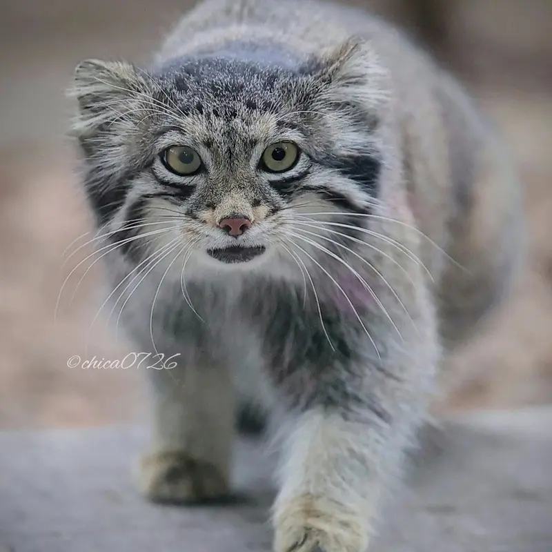 A photograph of Oto in Saitama Children's Zoo