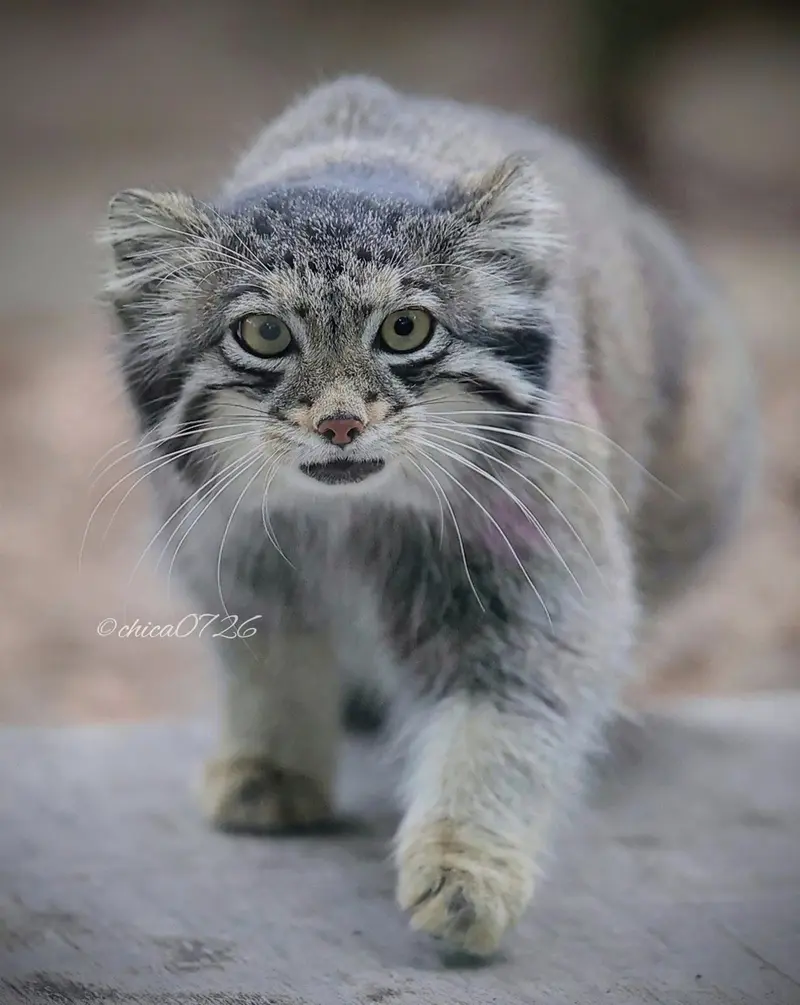 A photograph of Oto in Saitama Children's Zoo