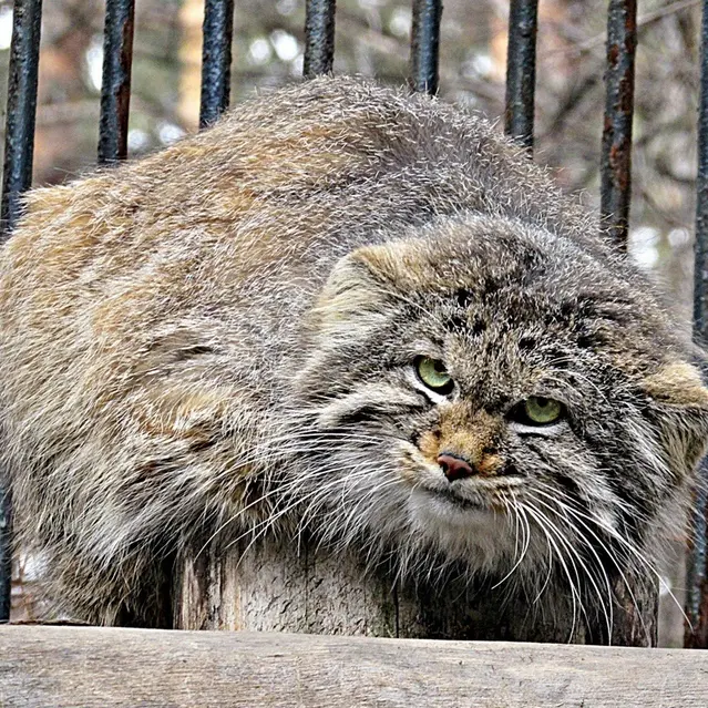 A photograph of a Pallas's cat in Novosibirsk Zoo
