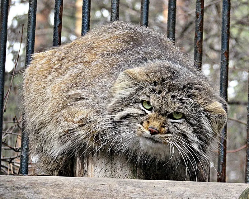 A photograph of a Pallas's cat in Novosibirsk Zoo