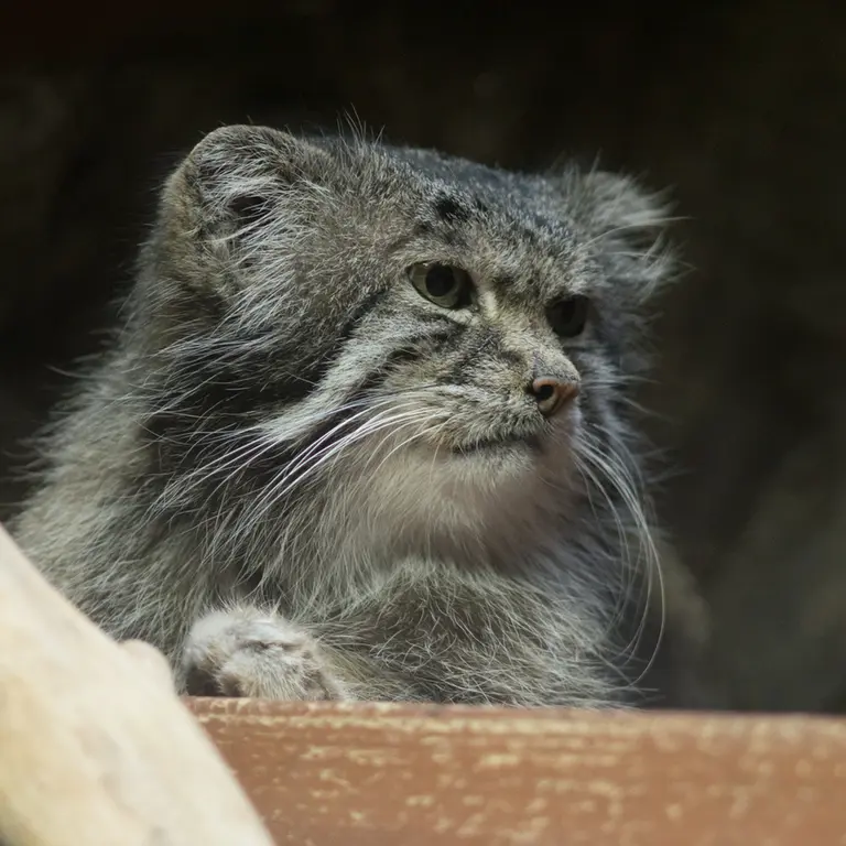 A photograph of Klyon in Ueno Zoological Gardens