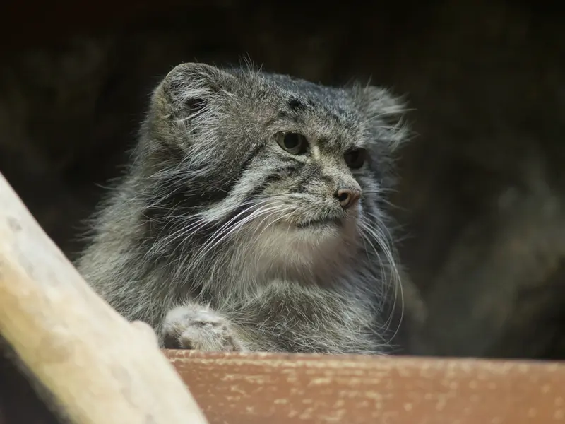 A photograph of Klyon in Ueno Zoological Gardens