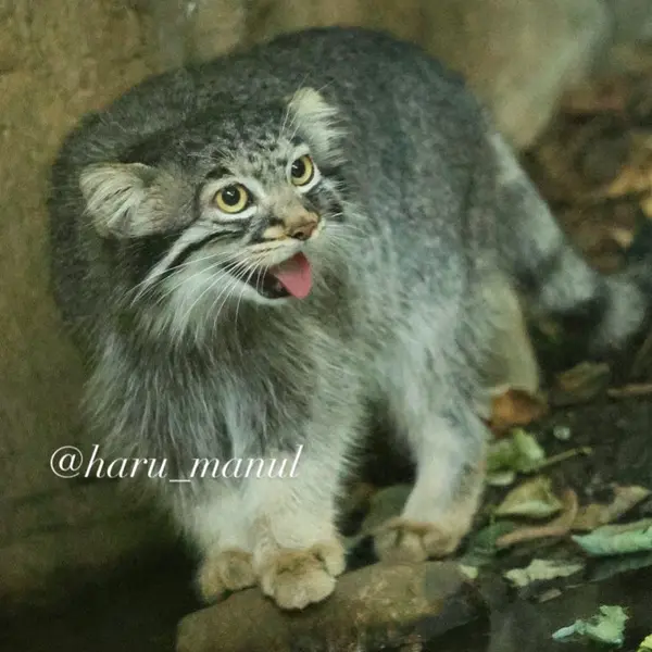 A photograph of Abrikos in Nasu Animal Kingdom