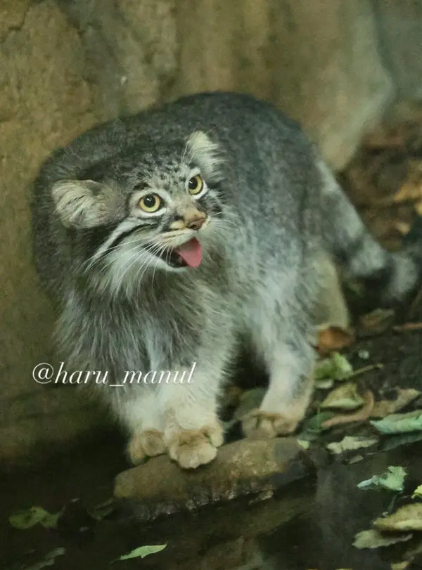 A photograph of Abrikos in Nasu Animal Kingdom