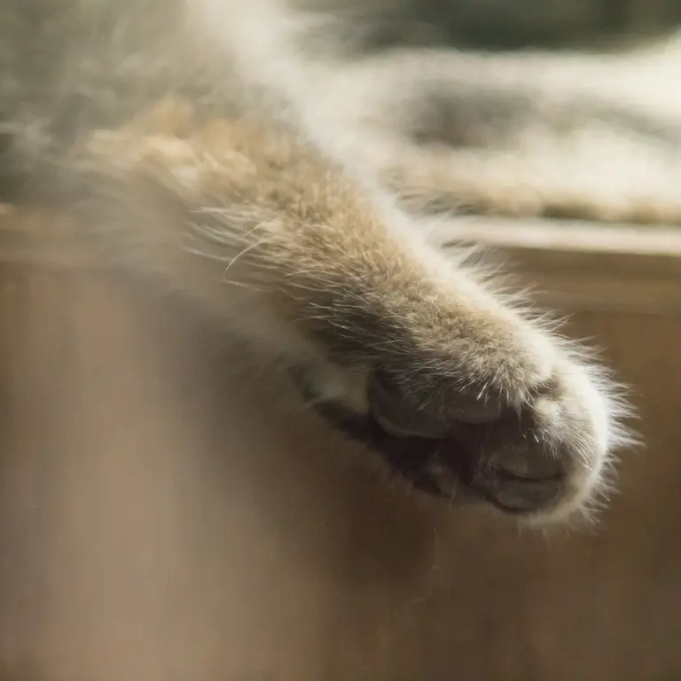 A photograph of Klyon in Ueno Zoological Gardens