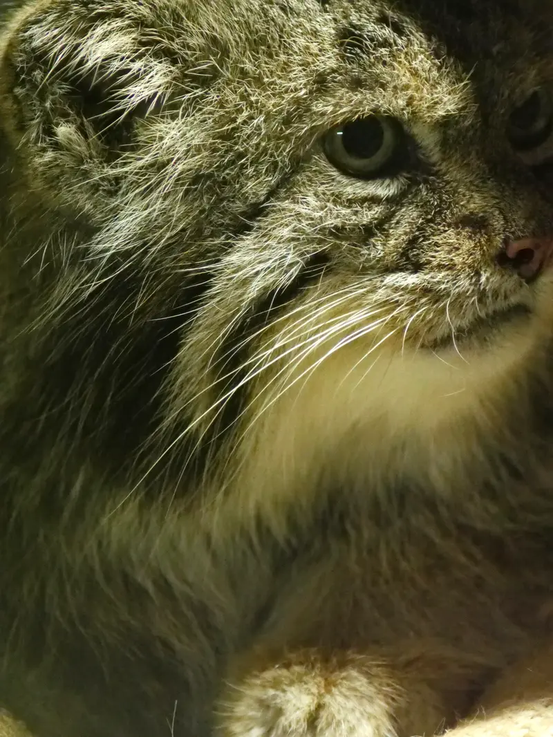 A photograph of Klyon in Ueno Zoological Gardens