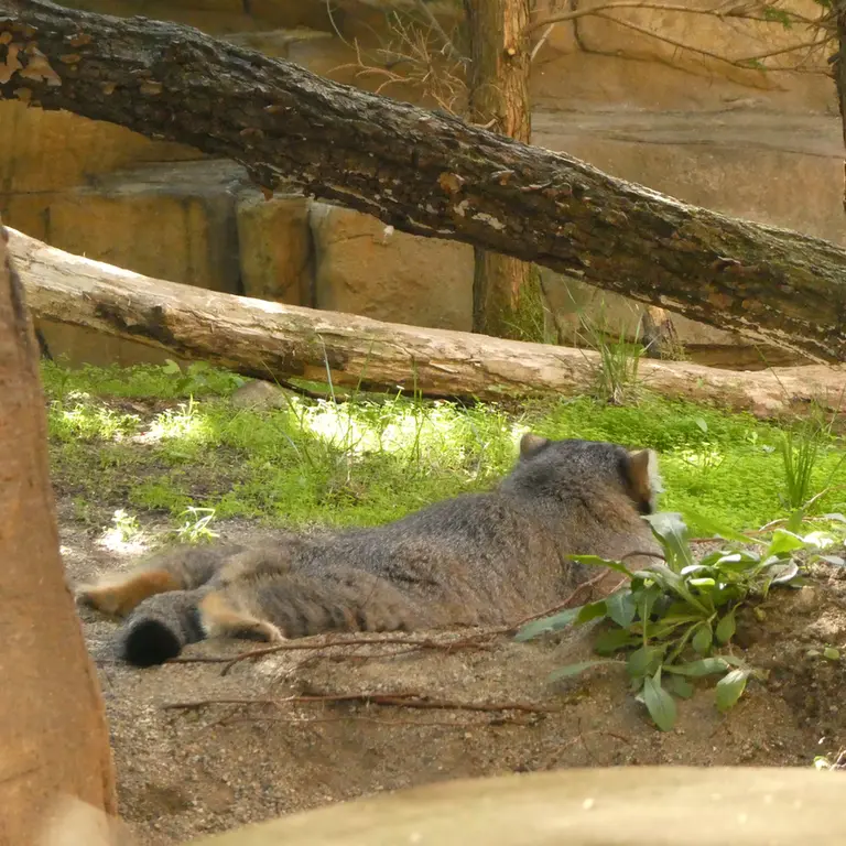 A photograph of Abrikos in Nasu Animal Kingdom