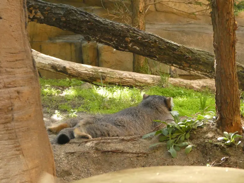 A photograph of Abrikos in Nasu Animal Kingdom