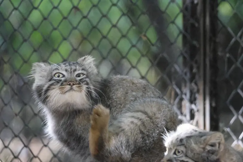 A photograph of a Pallas's cat in Novosibirsk Zoo