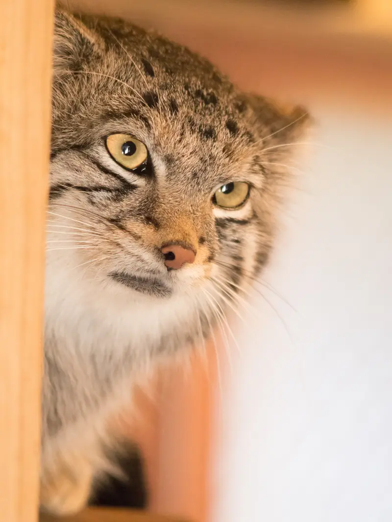 A photograph of Oto in Saitama Children's Zoo