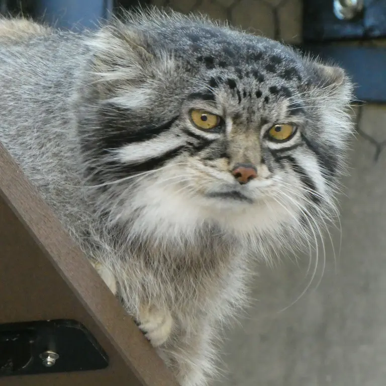 A photograph of Grusha in Asahiyama Zoo