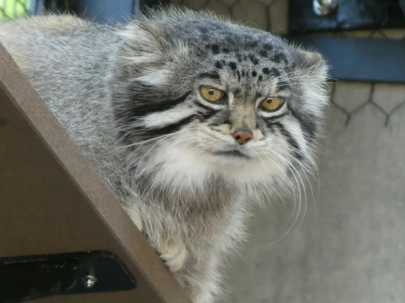 A photograph of Grusha in Asahiyama Zoo