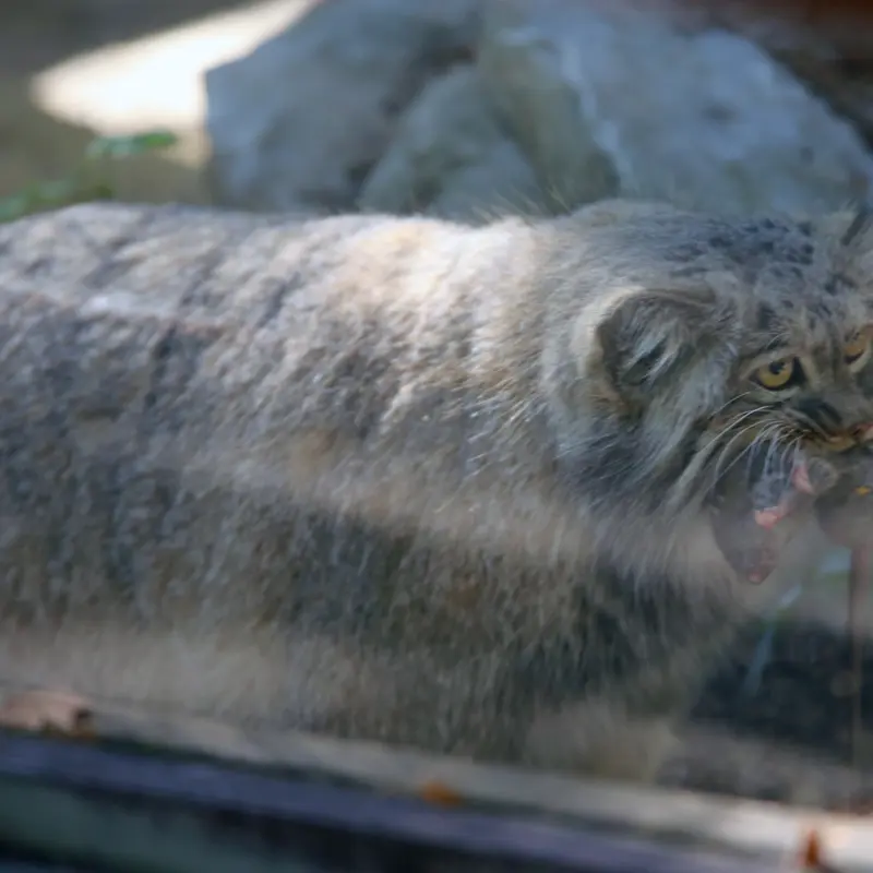 A photograph of Aysen in Košice Zoo