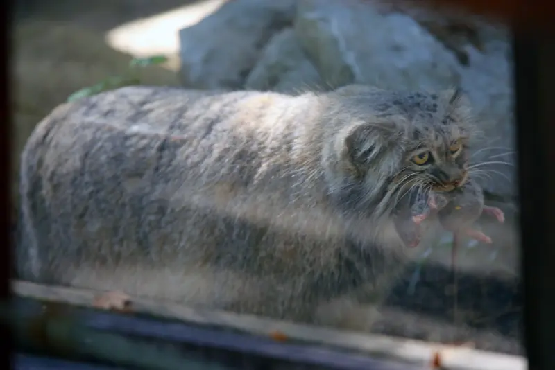 A photograph of Aysen in Košice Zoo