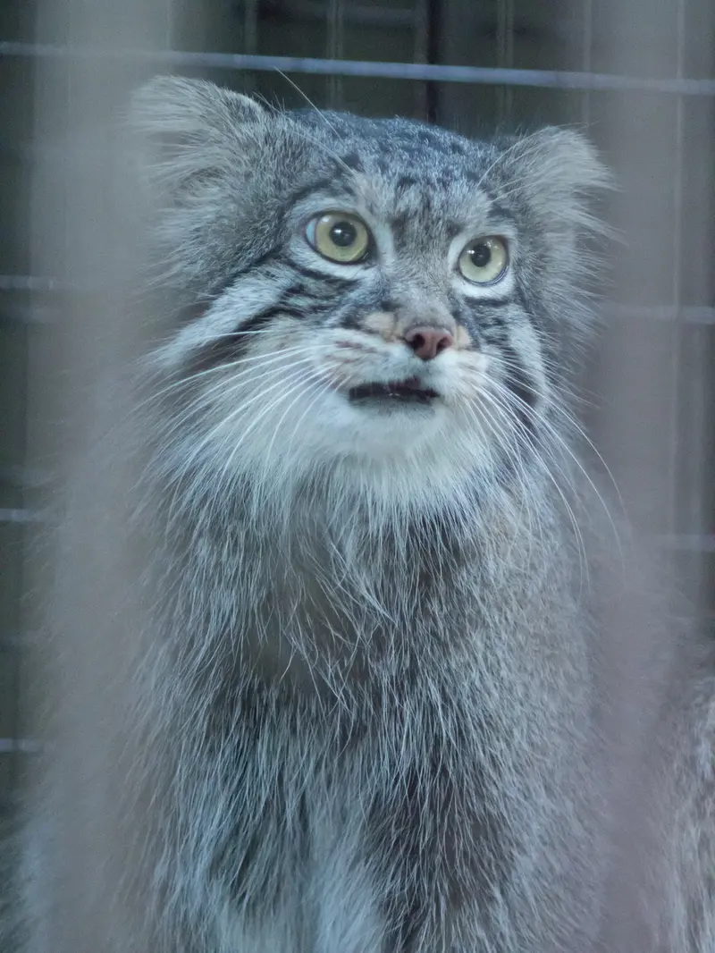 A photograph of Figa in Nogeyama Zoo