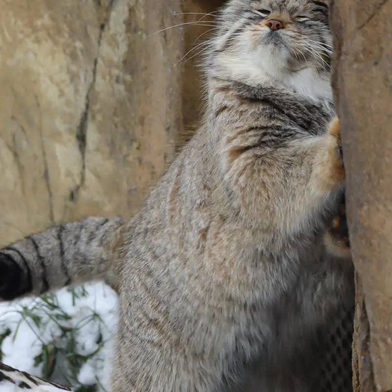 A photograph of Lev in Nasu Animal Kingdom