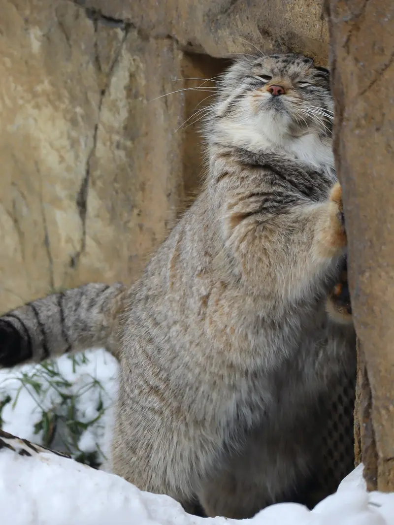 A photograph of Lev in Nasu Animal Kingdom