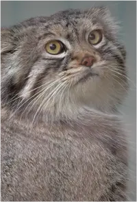 A photograph of Lev