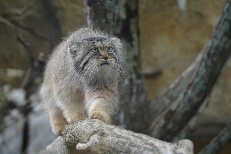 A photograph of Polly in Nasu Animal Kingdom