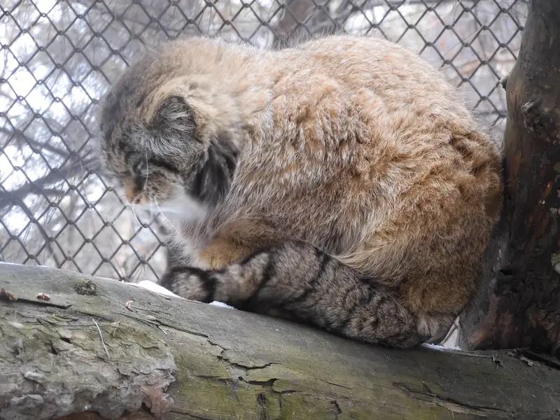 A photograph of George in Novosibirsk Zoo