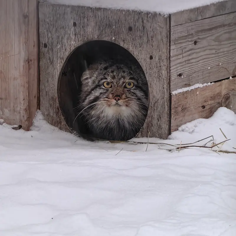 A photograph of Grey in Novosibirsk Zoo