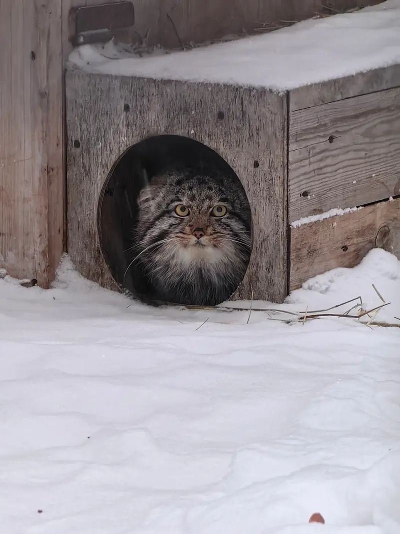 A photograph of Grey in Novosibirsk Zoo
