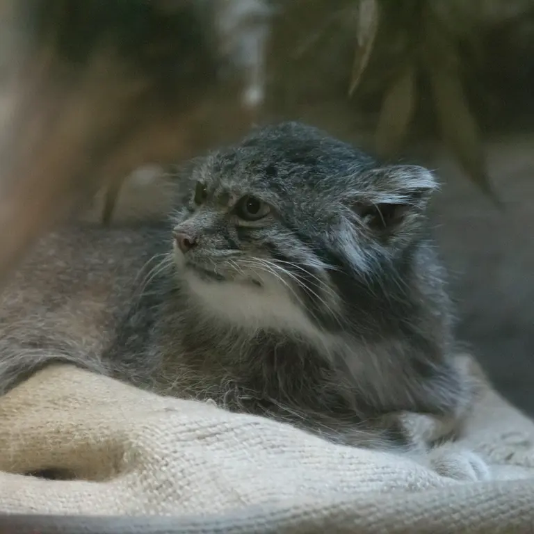 A photograph of Klyon in Ueno Zoological Gardens