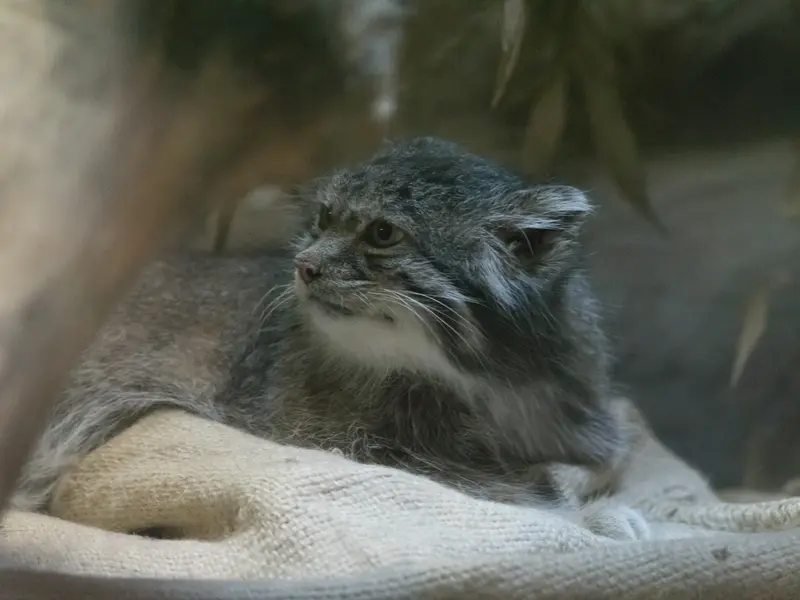 A photograph of Klyon in Ueno Zoological Gardens