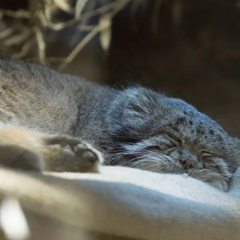 A photograph of Klyon in Ueno Zoological Gardens