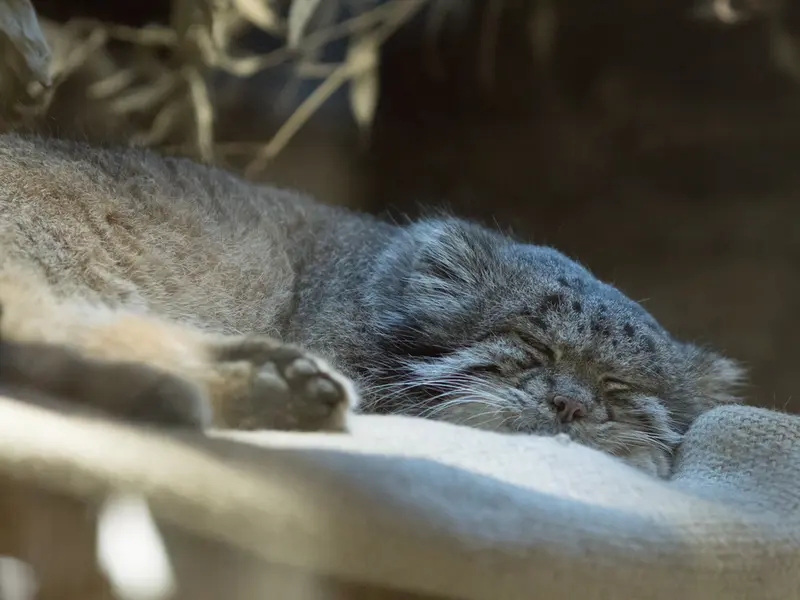 A photograph of Klyon in Ueno Zoological Gardens
