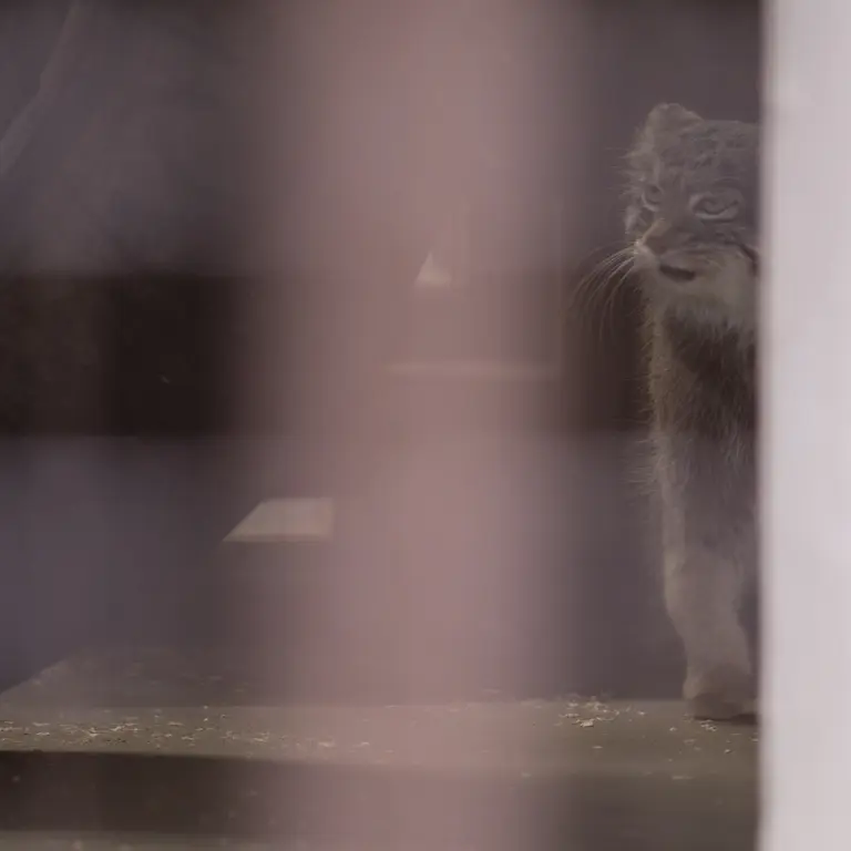 A photograph of Figa in Nogeyama Zoo