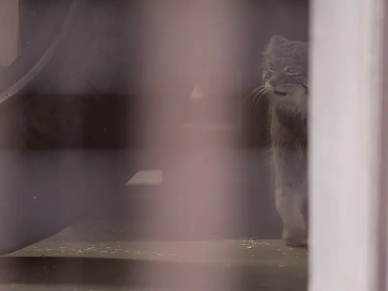 A photograph of Figa in Nogeyama Zoo