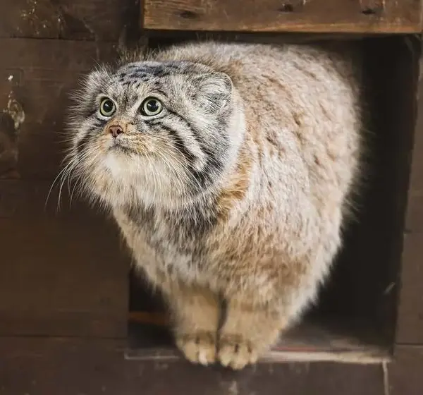 A photograph of Pluton in Poznan New Zoo