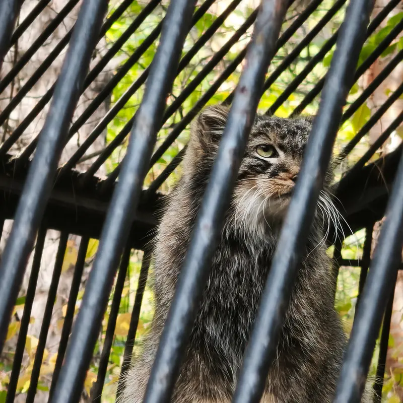 A photograph of Leon in Novosibirsk Zoo