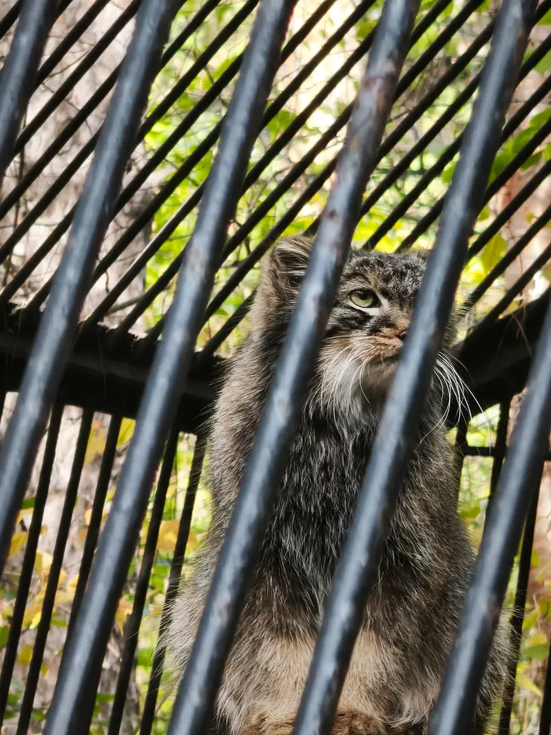 A photograph of Leon in Novosibirsk Zoo
