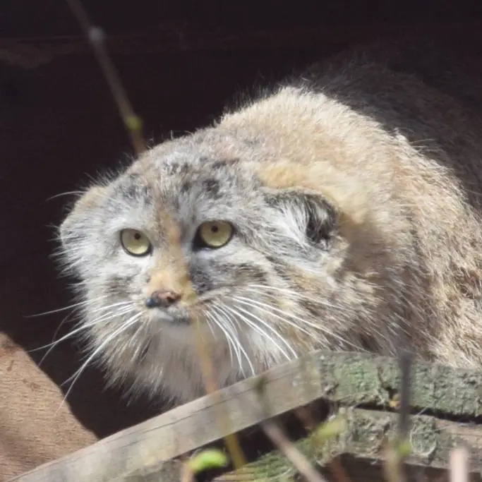 A photograph of Lucy in Budapest Zoo & Botanical Garden