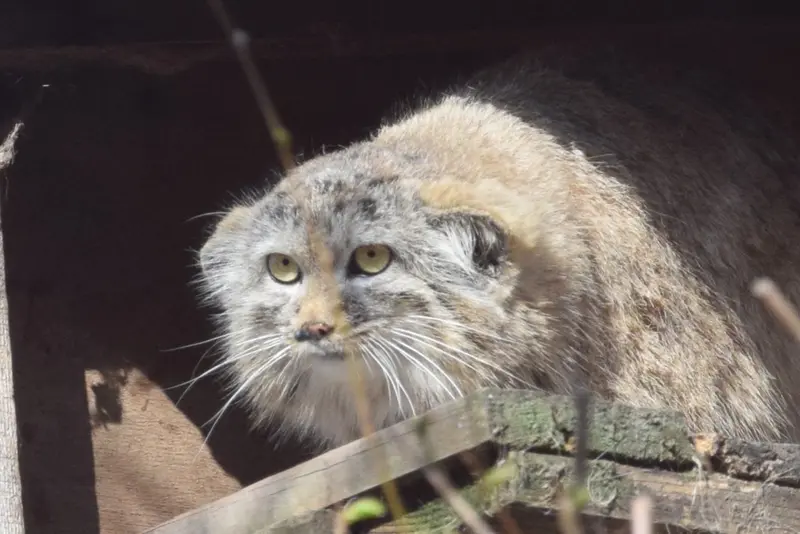 A photograph of Lucy in Budapest Zoo & Botanical Garden
