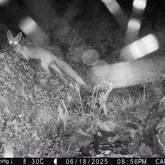 A photograph of Red fox from Zhundy 3 [new] camera trap
