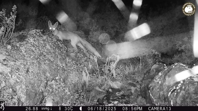 A photograph of Red fox from Zhundy 3 [new] camera trap