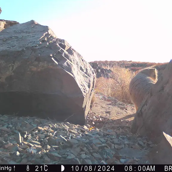 A photograph of Otocolobus manul manul from Kiikbai [new] camera trap