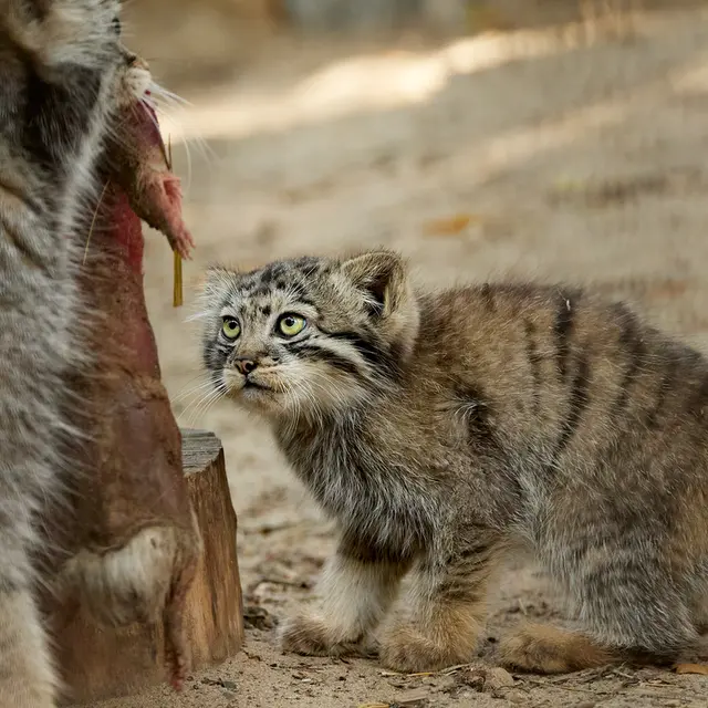 A photograph of Eve in Novosibirsk Zoo